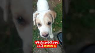 ඔන්න.ලමයි.අපේ හැටි..☺️☺️☺️🐈🤷