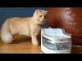 The ULTIMATE Cat Hydration Solution? Petgugu Water Fountain Review!