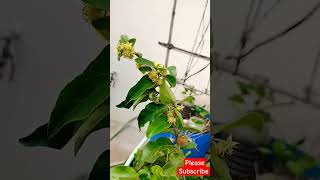 Apricot fruit in terrace garden #apricots #terracegardening #youtubeshorts #youtubeviews