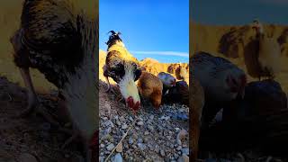 Hens,Rooster,and Guineafowl Enjoy Morning Wheat Feast #MorningRoutine #WheatFeast #BackyardChickens