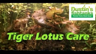 How to Care for Red and Green Tiger Lotus Plants. Bulb plants are easy!