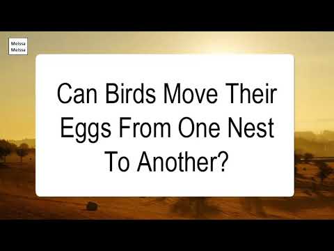 Can doves move their eggs to another nest?