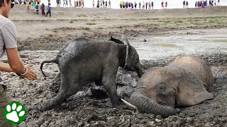 Baby elephant refuses to leave his mom’s side until they’re both free from muddy prison