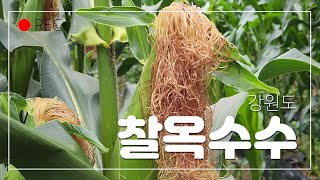 울집 옥수수 작황은? | 강원도 찰옥수수