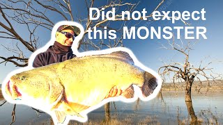 Did Not Expect This Monster Lake Eildon Murray Cod!