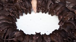 Temple of Rats in Bikaner. Rajasthan , India