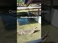 Johor bahru Crocodile Farm Crocodile 🐊 eat chicken