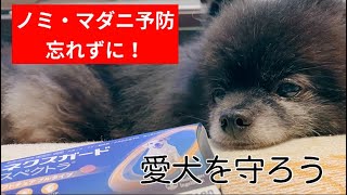 愛犬を守ろう　ネクスガード　#犬vlog #ネクスガード