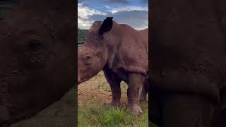 Baby Rhino in a playful mood