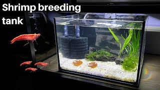 How to breed shrimp? Easy, cheap nano shrimp tank for breeding!