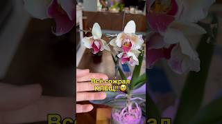 #данапротасова #orchid #орхидеи #орхидеибабочки #паутинныйклещ #красныйклещ #orchid