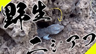 【生息地】野生のニシアフ見たことある？【Dāv Kaufman's Reptile Adventures 】