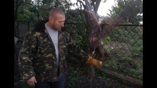 04.10.18 Тренировка ОРЛАН Белохвост:))) eagle training