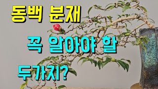 동백분재 관리법