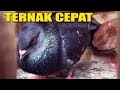 RAHASIA TERNAK MERPATI DENGAN CEPAT #MERPATIKU