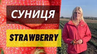 How to grow strawberries