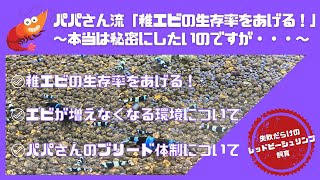 レッドビーシュリンプ飼育における稚エビの生存率を上げる