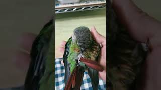 ウロコインコが手の中でまったり～#shorts #ウロコインコ #まったり #羽繕い