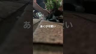 眠たい猫