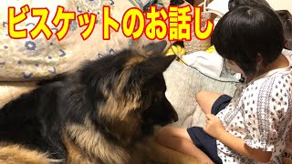 どっちかな？おやつ遊び・シェパード犬マックと孫娘【VLOG】