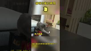 貓咪的尷尬瞬間合集！貓咪在尷尬時也會變現得很忙？！#cat #funny #funnycats #cutecat #cute