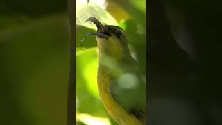 Female Sahul Sunbird Filmed on sony a6700 and Tamron 150-500.