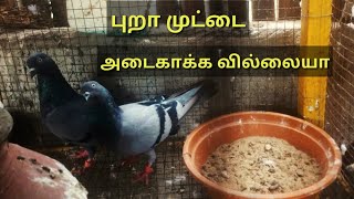 Pigeon not sit on egg in tamil || pura valarpu in tamil