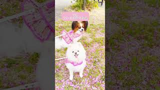 桜よりキレイなもの？ #dog #papillon #pomeranian  #ポメラニアン #shorts