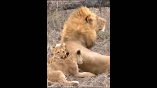 Lion cubs grooming their father #Lion #Shorts