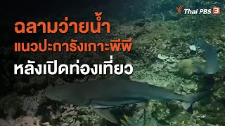 ฉลามว่ายน้ำแนวปะการังเกาะพีพีหลังเปิดท่องเที่ยว (7 ก.ค. 63)