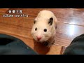 母ちゃんの前で固まるハムスターごんちゃん gon froze in front of me. ☆ english subtitles 可愛いハムスター　hamster