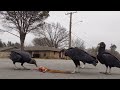 black vultures fighting over a squirrel in slow motion