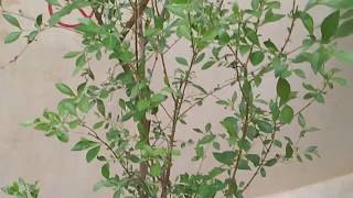 Henna plant bushy growth tips || Mehendi tree maintenance || Lawsonia inermis care గోరింటాకు మొక్క