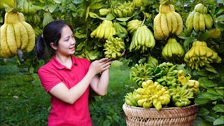 Harvest Buddha's hand \u0026 Goes to the market sell - Gardening - Nature with Hometown Life