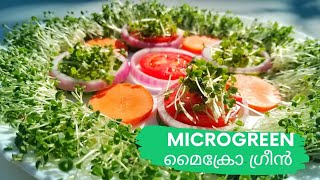 ഇത്തിരി പച്ച  ഒത്തിരി പോഷകങ്ങൾ | MICROGREENS | മൈക്രോ ഗ്രീൻസ്