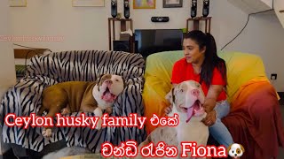 කවුද මේ බෝලගෙඩියෝ ටික... Ceylon husky family එකේ චන්ඩියා ෆියෝනා සහ පුත්‍රයෝ