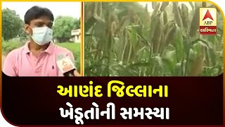 My Village My Talk: What Is The Problem Of Farmers In Anand District? | ABP Asmita