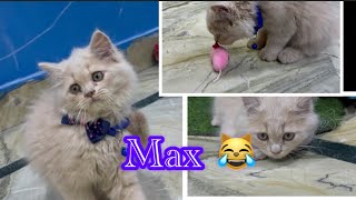 Funny Cat video || Persian cat video || Max ki masti || Beautiful Cat video 😹😍