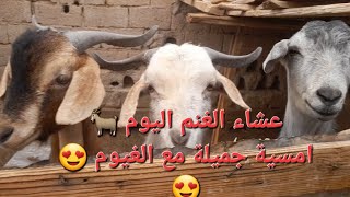 تربية الاغنام 😍😍