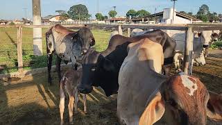 LEILAO DE GADO COM CADA LOTE UM MELHOR QUE OUTRO.