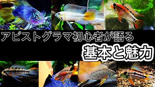 アピストグラマを1年飼育した初心者がアピストの基本と魅力について語ってみた #55