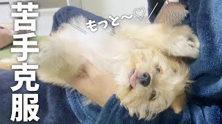 苦手なブラッシングを克服できた犬のリラックス具合が100点だった【チワプー】