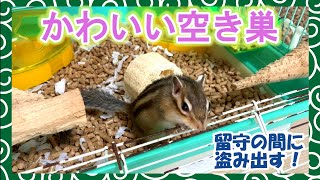 【シマリス】家主が留守の間に空き巣を働くシマリス