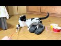 【ネコ動画】爪研ぎができない猫に段ボール箱に仕込んだ爪研ぎに誘い込んでみた【iphone12proで撮影】来た来た！