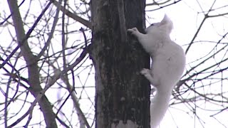 幻の白いエゾリス