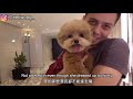 bringing my dog to a 5 star luxury hotel in hong kong wong family staycation ~ emi