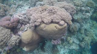 Wakatobi Dive Resort House Reef right side snorkel October 2018