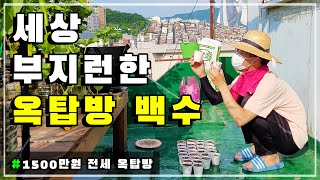 세상 어느 자취생보다 바쁜 30대 옥탑방 백수의 브이로그 | 옥상텃밭