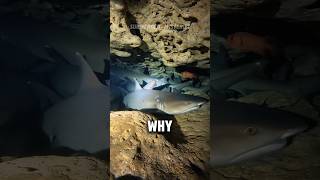 Why Do Sharks Lay Still in Caves? 🦈🤯 #Shorts