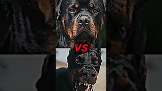 PITBULL VS ROTTWEILER ,CANE CROSS, DOBERMAN,DOGO ARGENTINO,(MOST MUSCULAR)